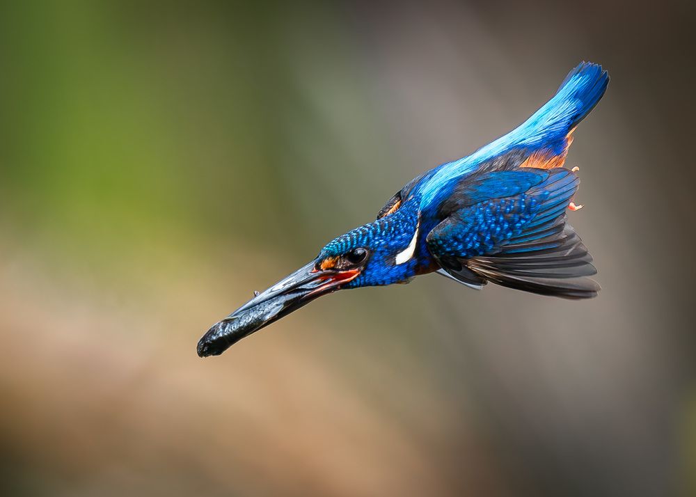 Blue Eared Kingfisher
