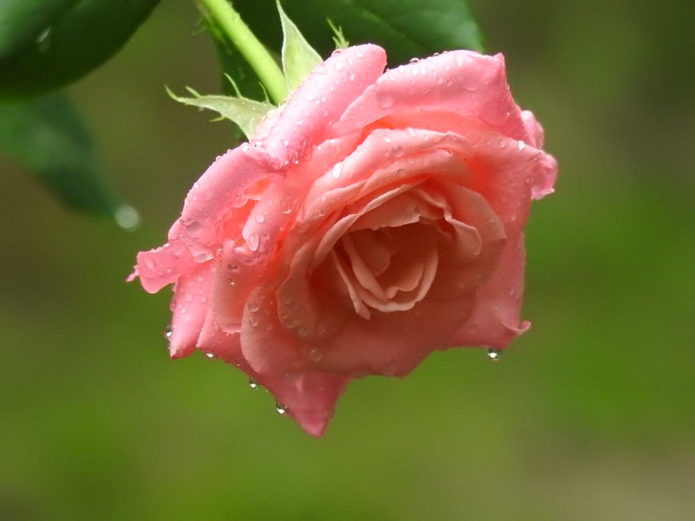 Фотография автора Shavkat Tojiyev