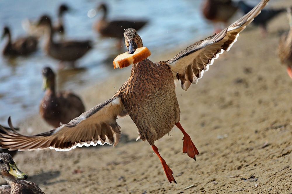 Photograph by Татьяна Бравая