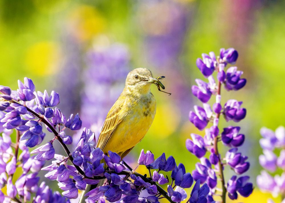 Удачная охота