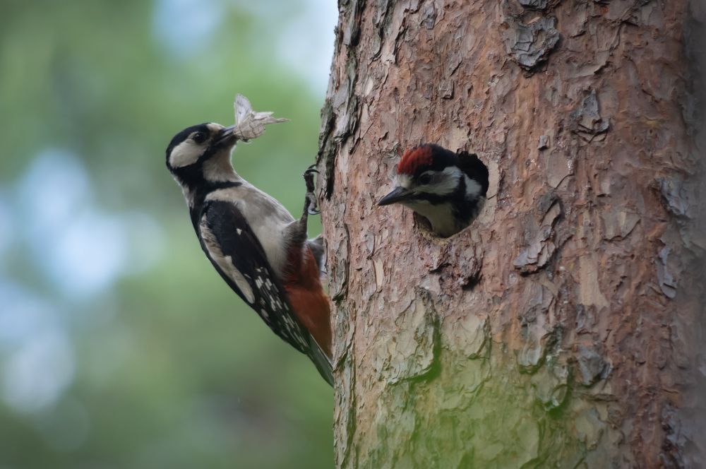 Photograph by Евгений Кузьмин