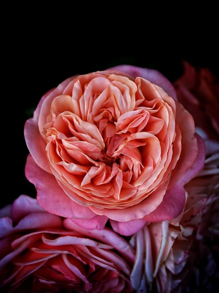 Photograph by Alessandro Moser