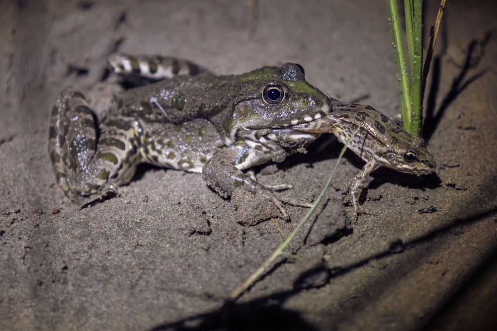 Photograph by Ольга Демидова