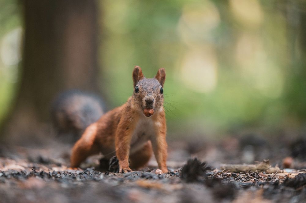 Photograph by Анастасия Жучкова