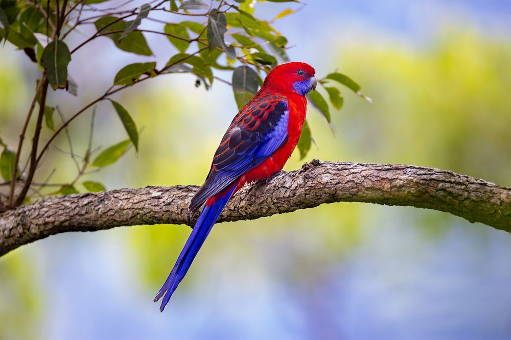 Feathers of the Land Down Under: A Symphony of Australian Endemics