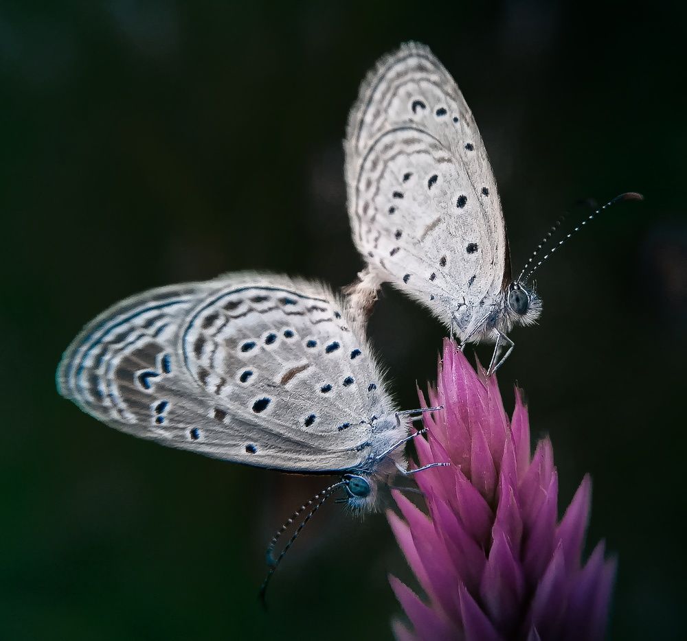 Photograph by A .Thimira dinisuru