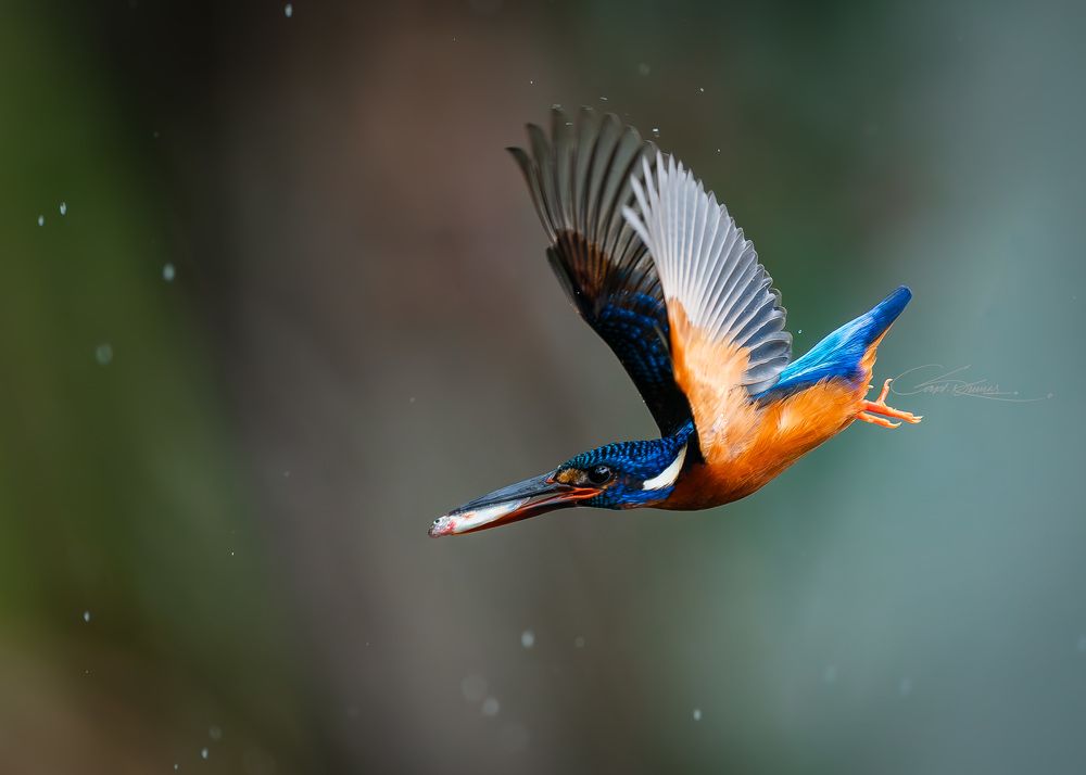Blue-eared Kingfisher