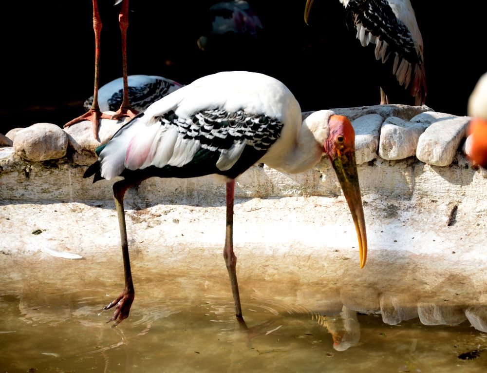 Poise of a Water Bird