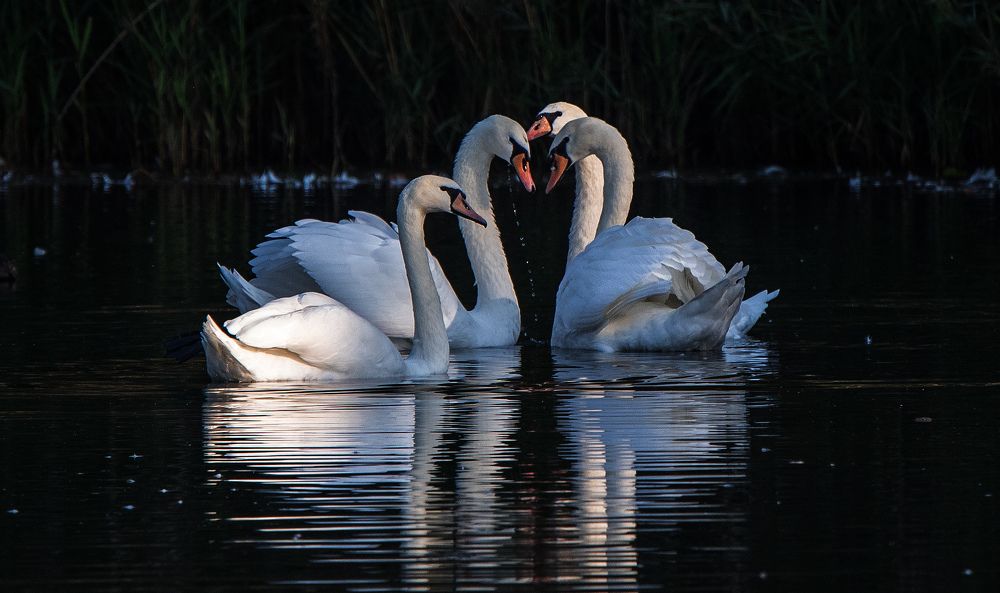 Photograph by Владимир Безбородов