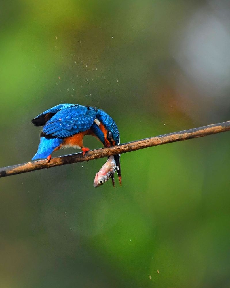 Photograph by Pranav Anil