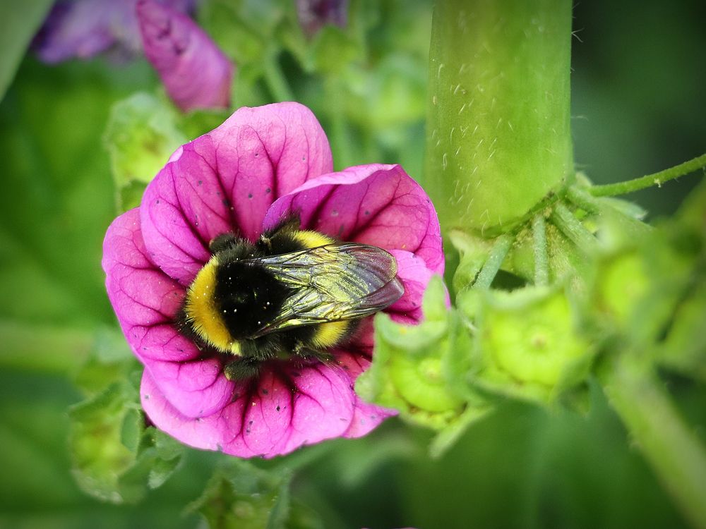The sleeping bumblebee
