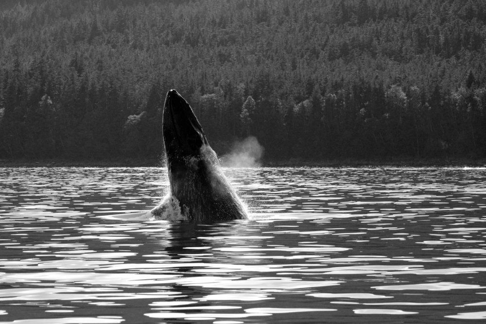 BREACHING WHALE