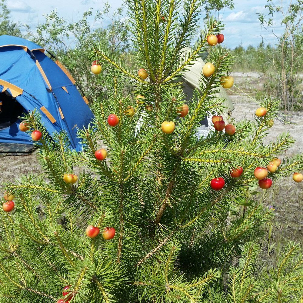 Сибирская черешня