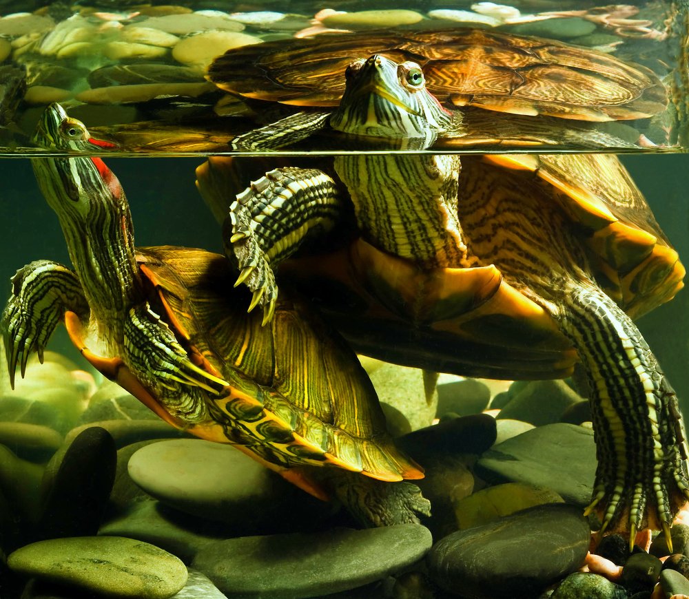 Зеленоглазое такси.