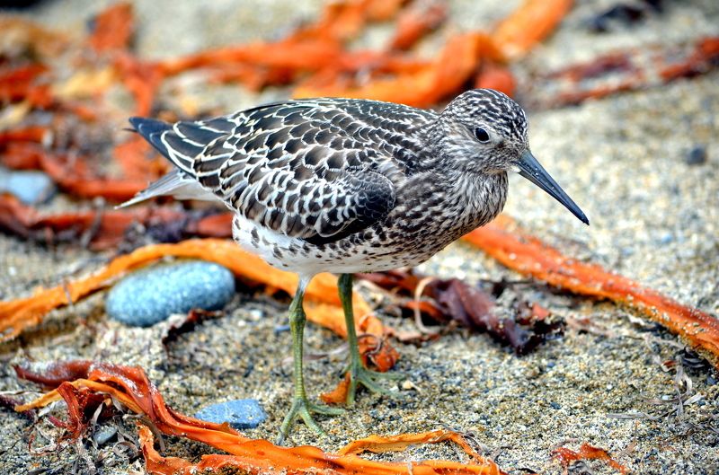Сергей Саблин, Russia