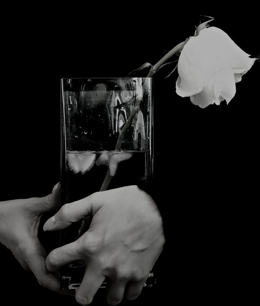 Rose and ice
