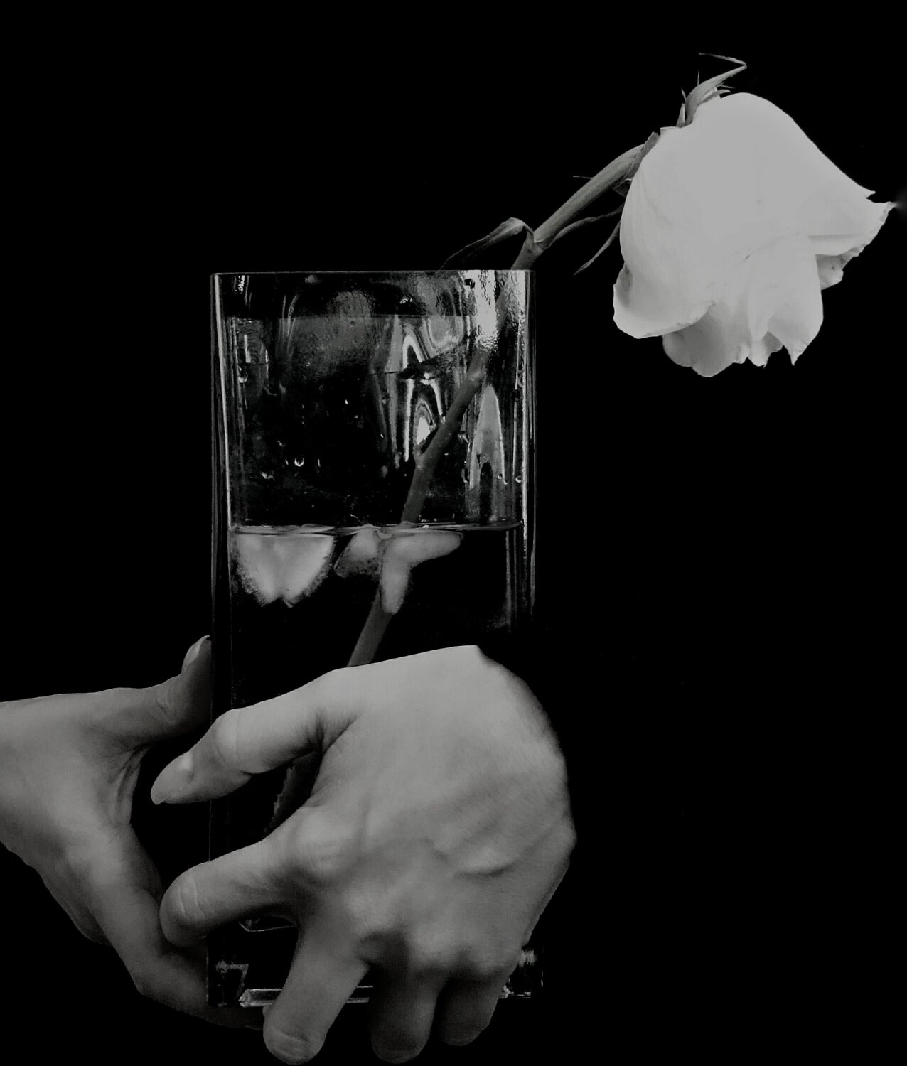 Rose and ice