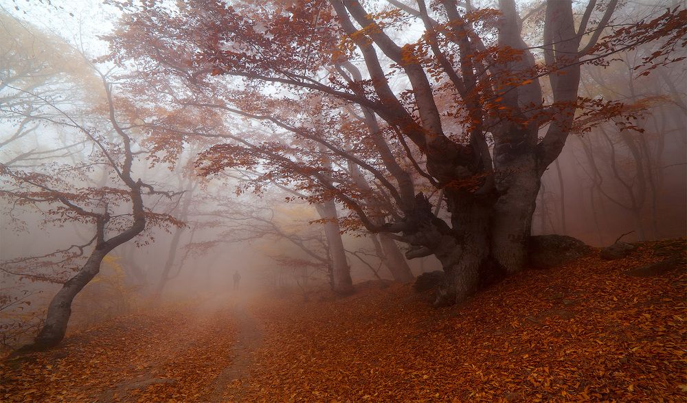 Золотой Лес