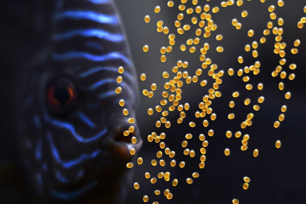 Зарождение новой жизни во вселенной