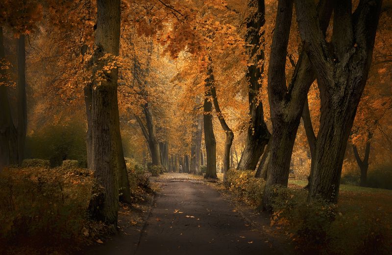 Vladimir Kniazev, Russia