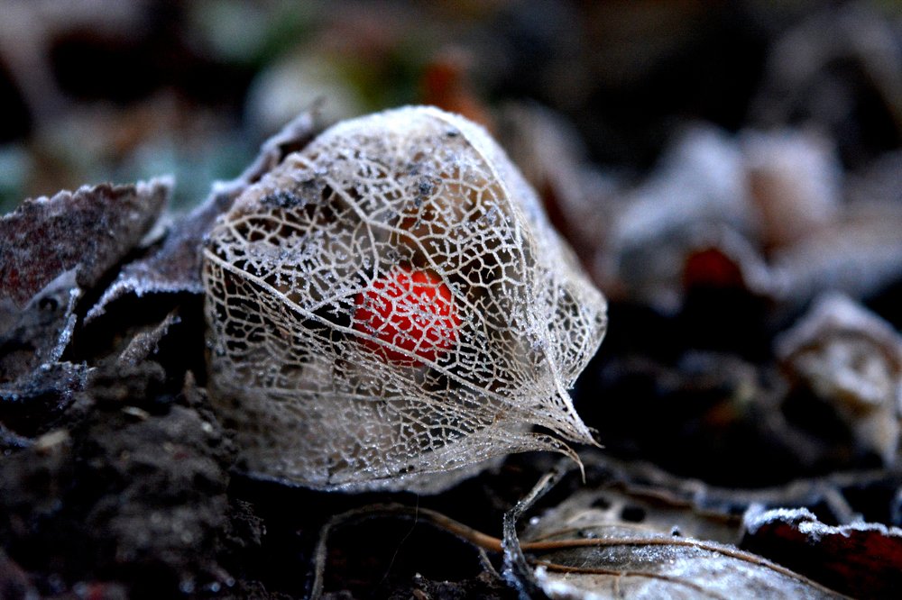 Морозное утро