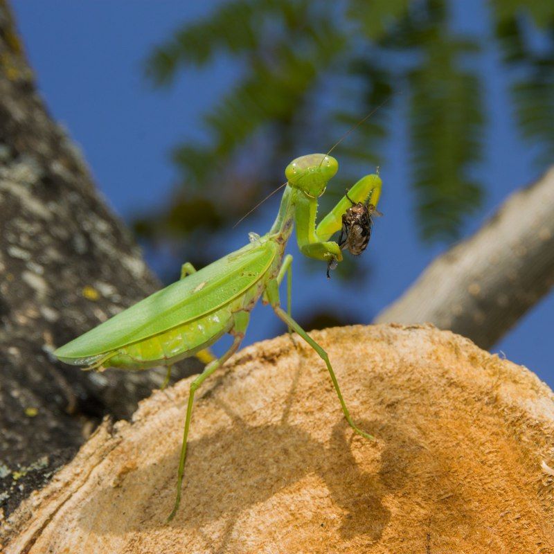 Евгений Астахов, USA