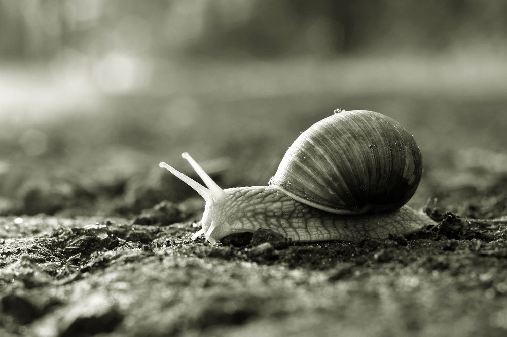 Photograph by Eduard Mezker