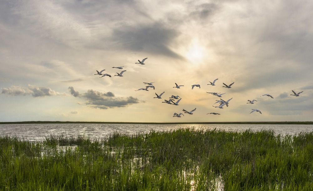 Лебединая песня