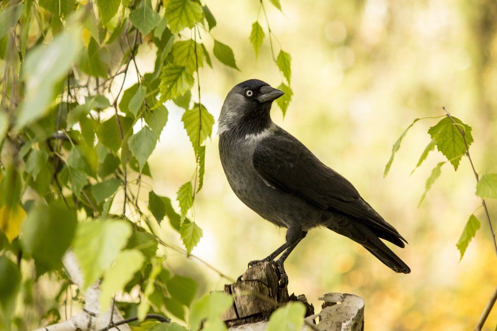 Весна пришла)