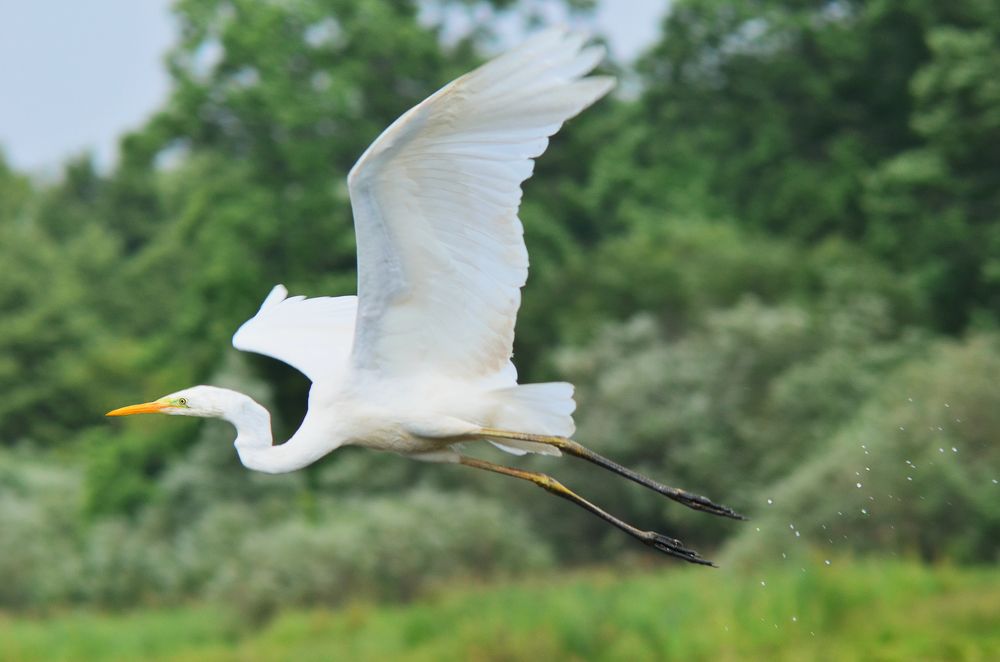 Зямля пад белымі крыламі
