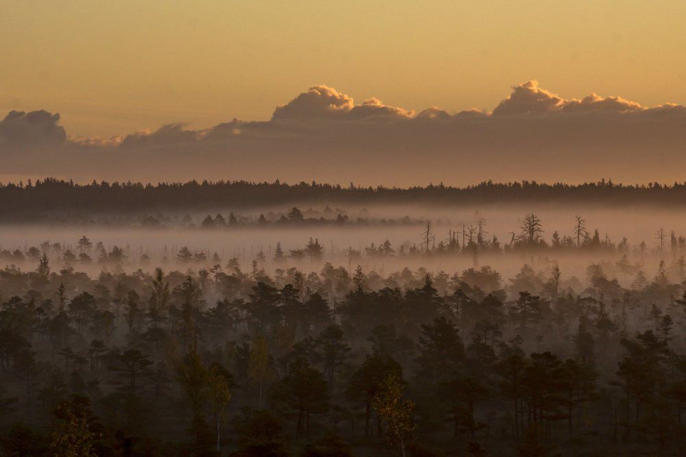 Рассвет на Кемерских болотах