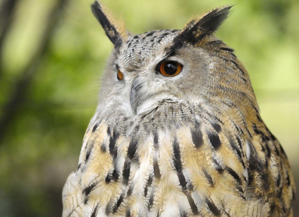 Ушастый филин