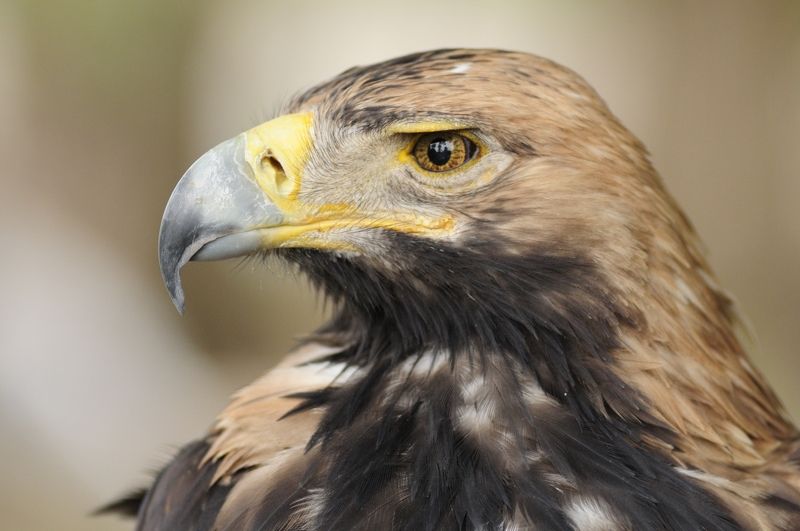 Evgeniy Geroyan, Russia