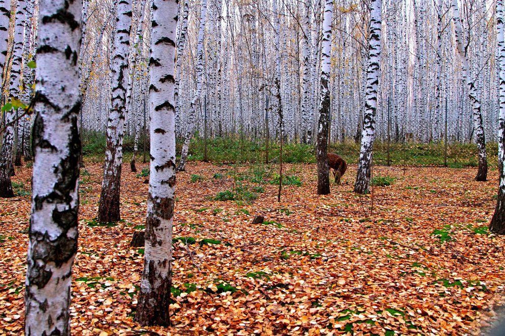 Осенний пейзаж
