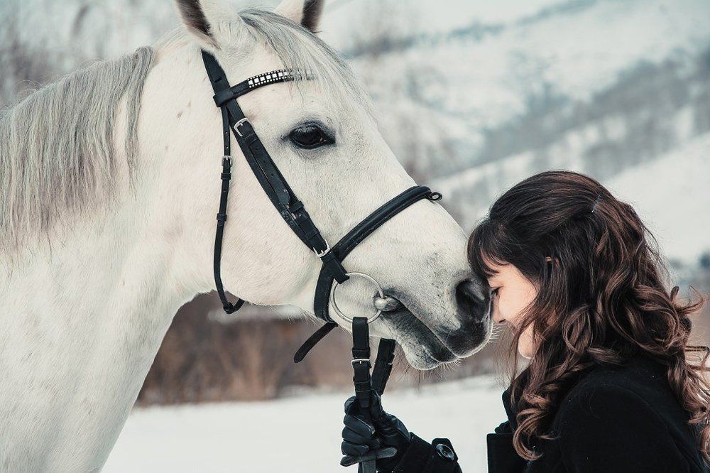 Лошади - ангелы