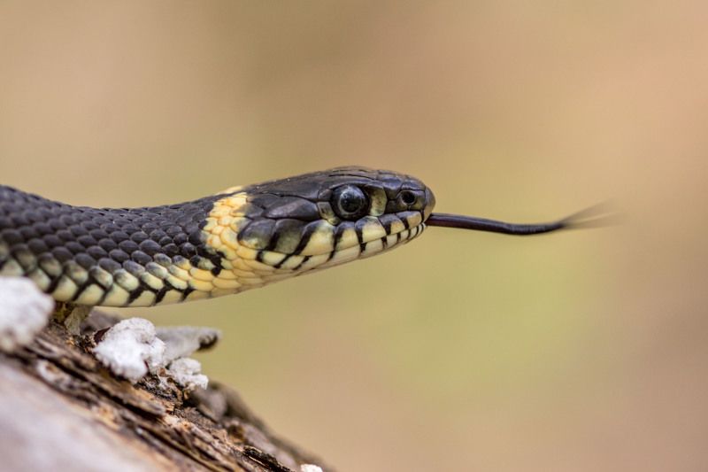 Efremenko Nikita, Russia