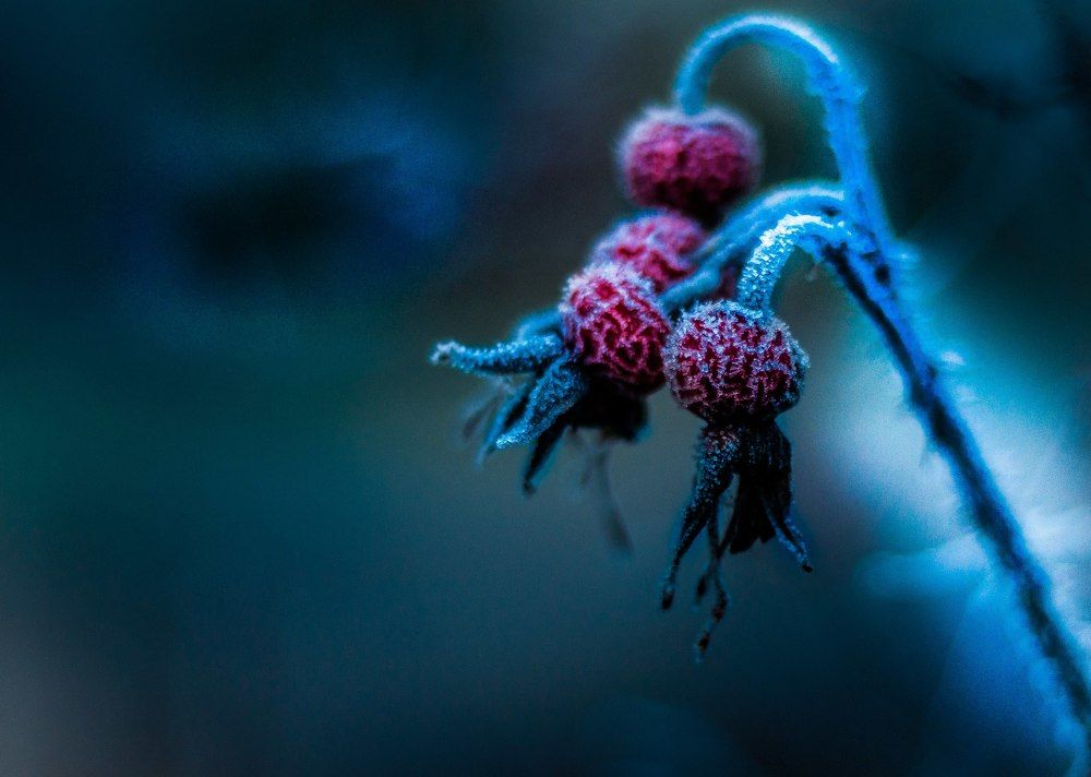 замороженная красота