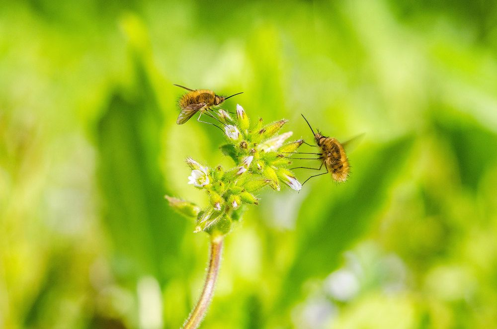 Мушиное рандеву