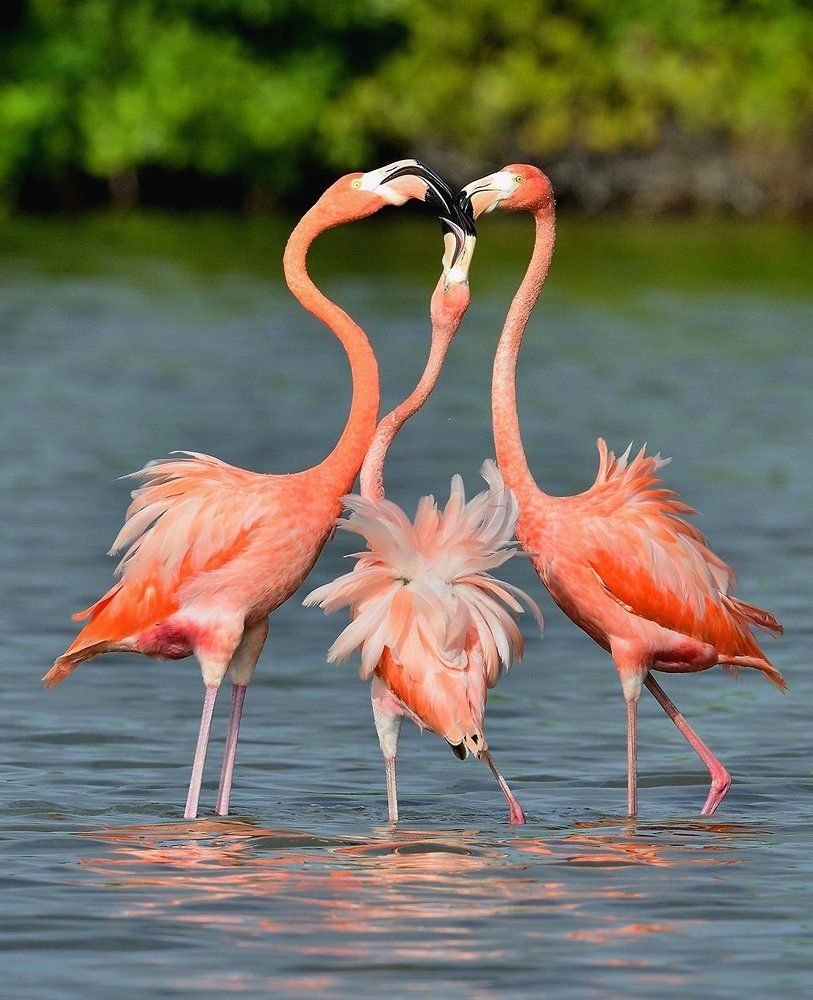 Любовный треугольник