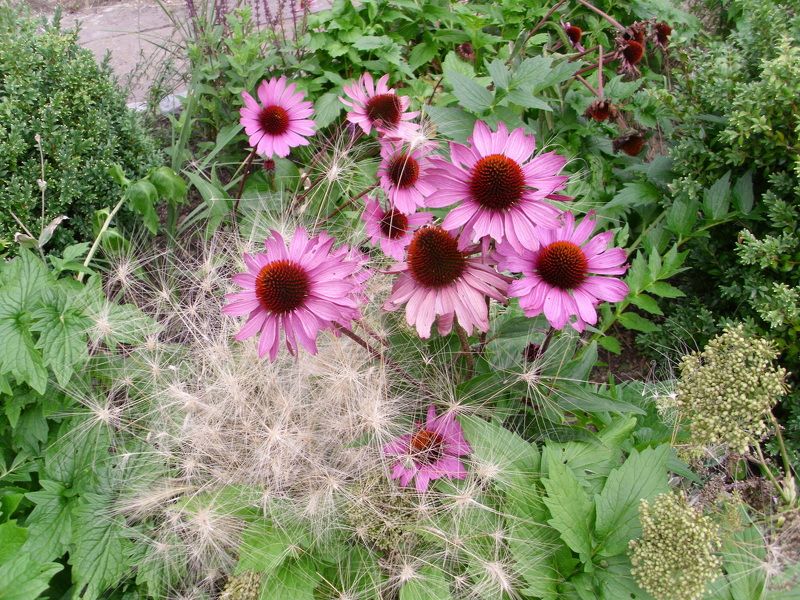 Nadezhda Kolarova, Bulgaria