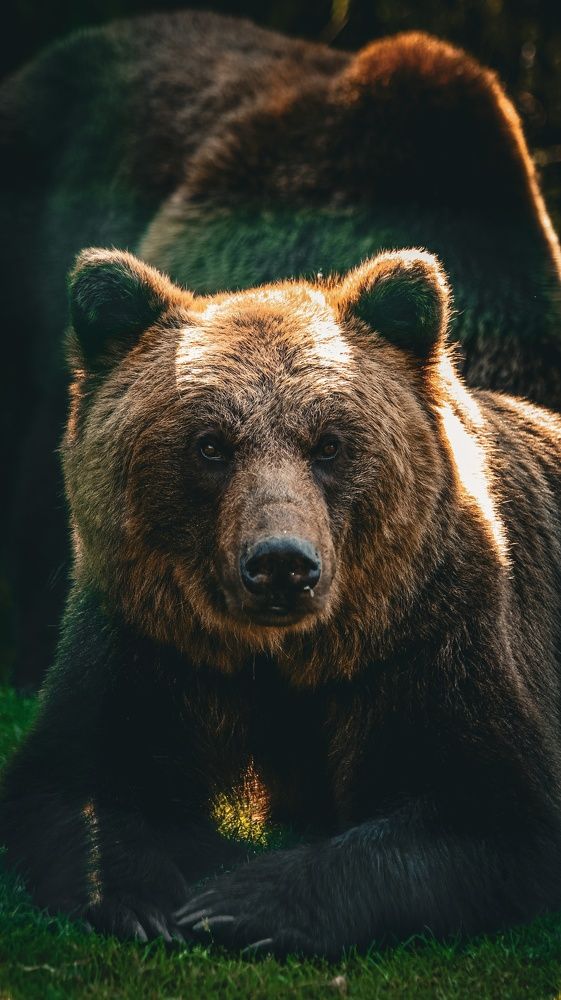 Бурый медведь