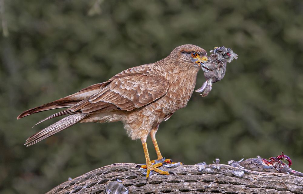 Photograph by Mario Fiorucci