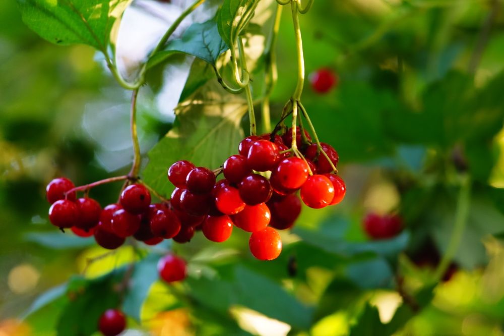 Калина красная в лучах вечернего солнца.