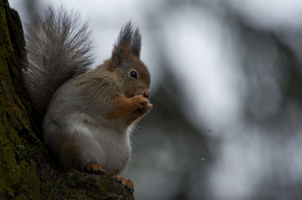 Photograph by Алексей Крылов