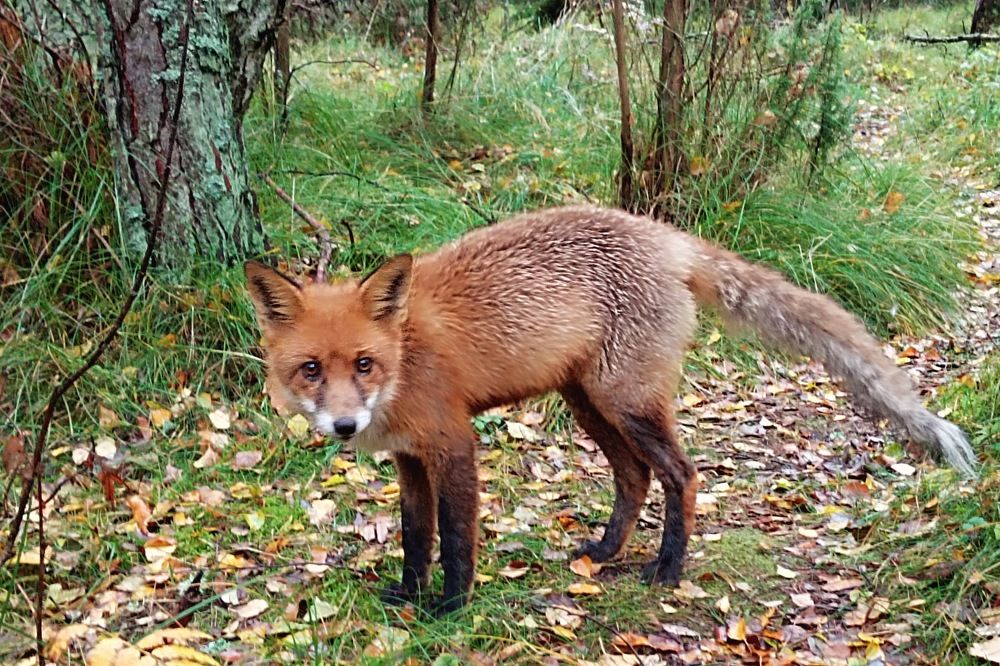 Фотография автора Людмила Куприянова