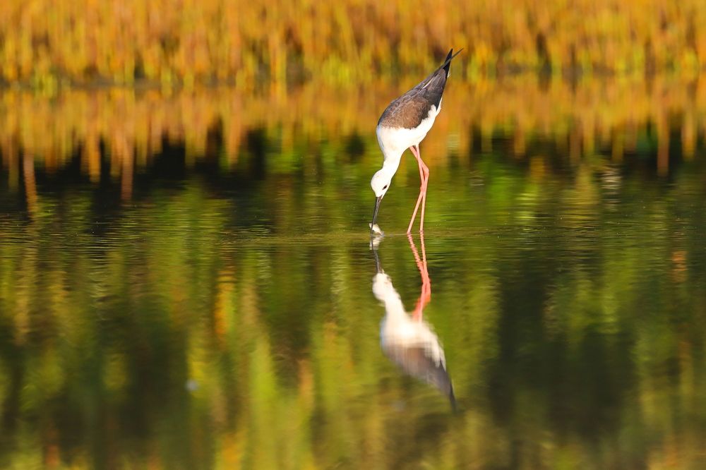 Photograph by Nijas Mohamed