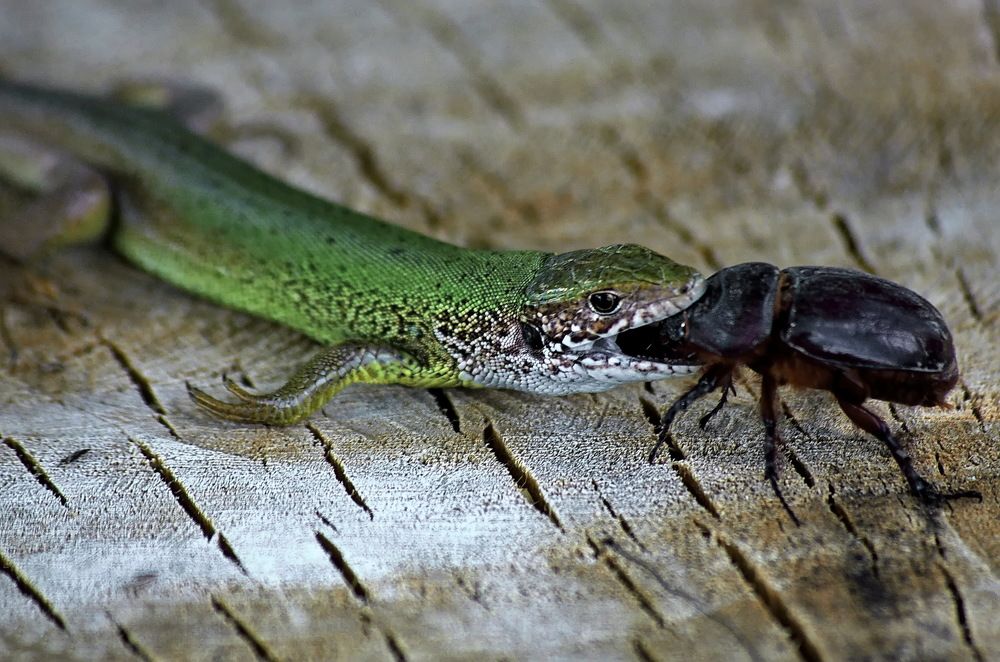 Photograph by Анатолий Святой