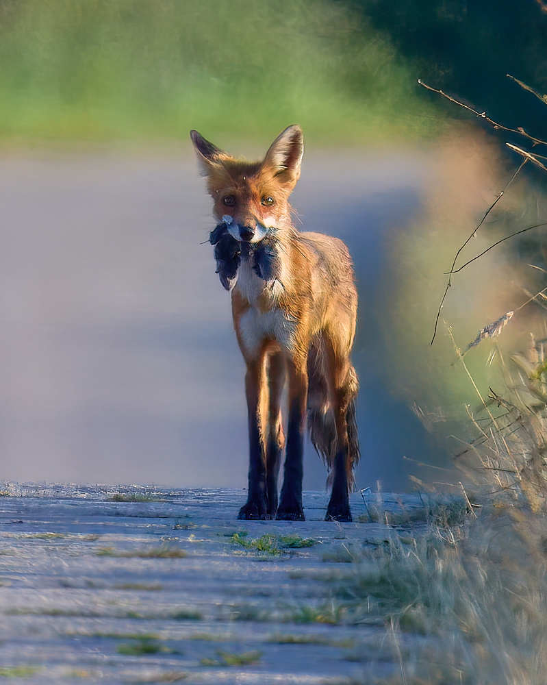 Photograph by Mikhail Khmelevskiy