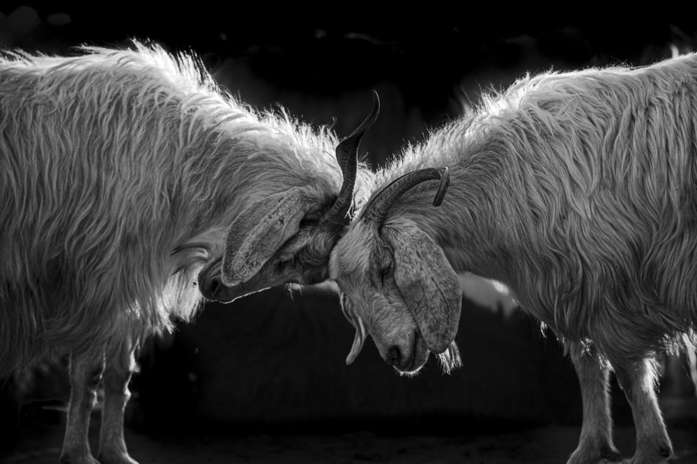 Photograph by Taher Ebrahimi