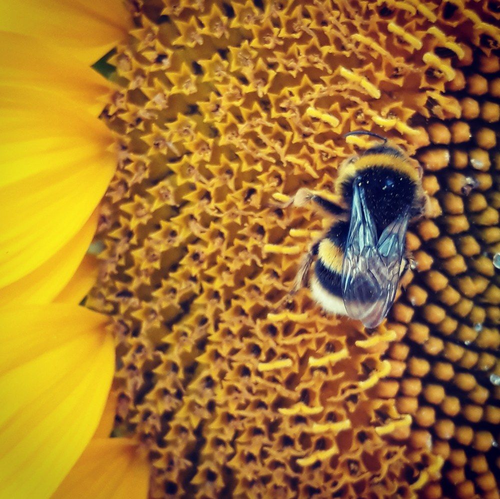 Bee